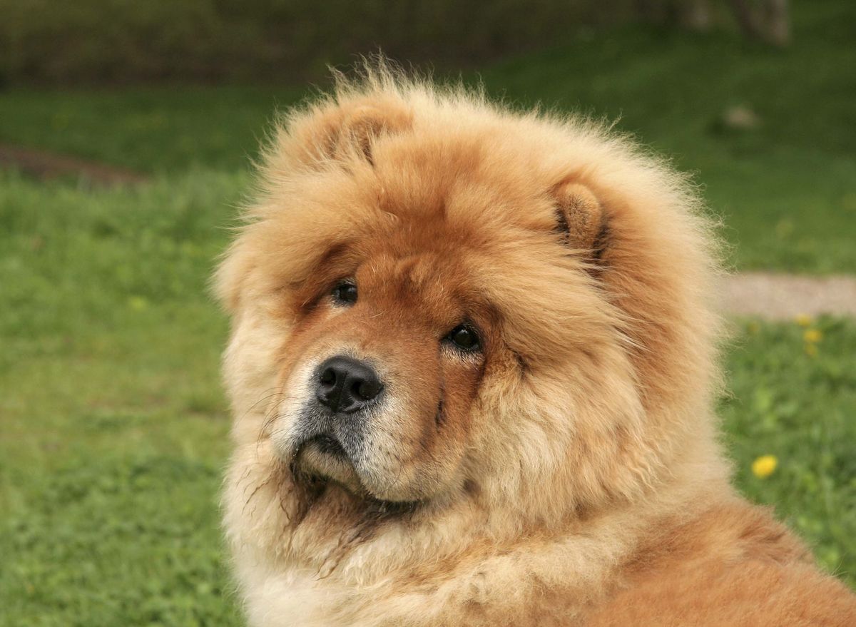 chow chow xl