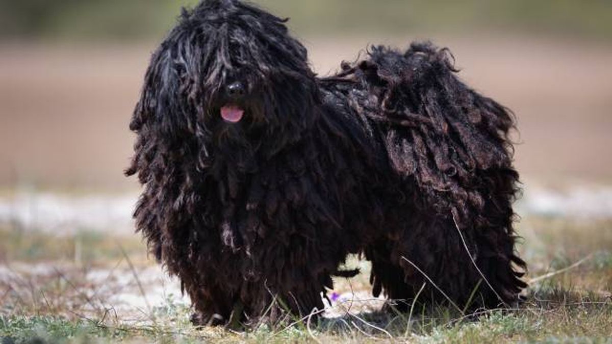 nombres para perros negros raza puli