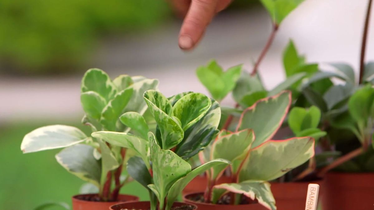 brico 918 3 variedades peperomia variegada