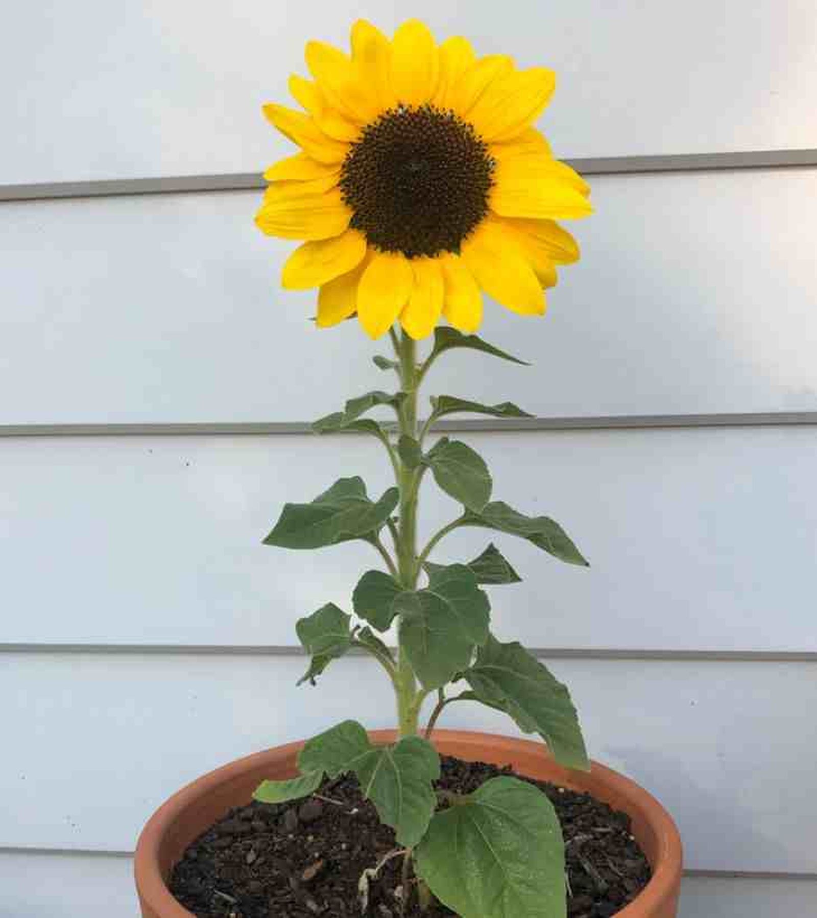 girasol en maceta
