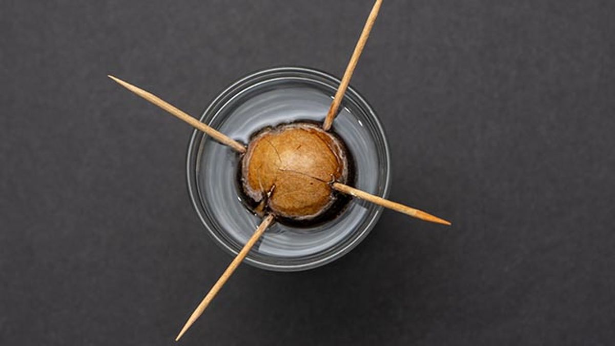 como cultivar aguacates en casa paso 1