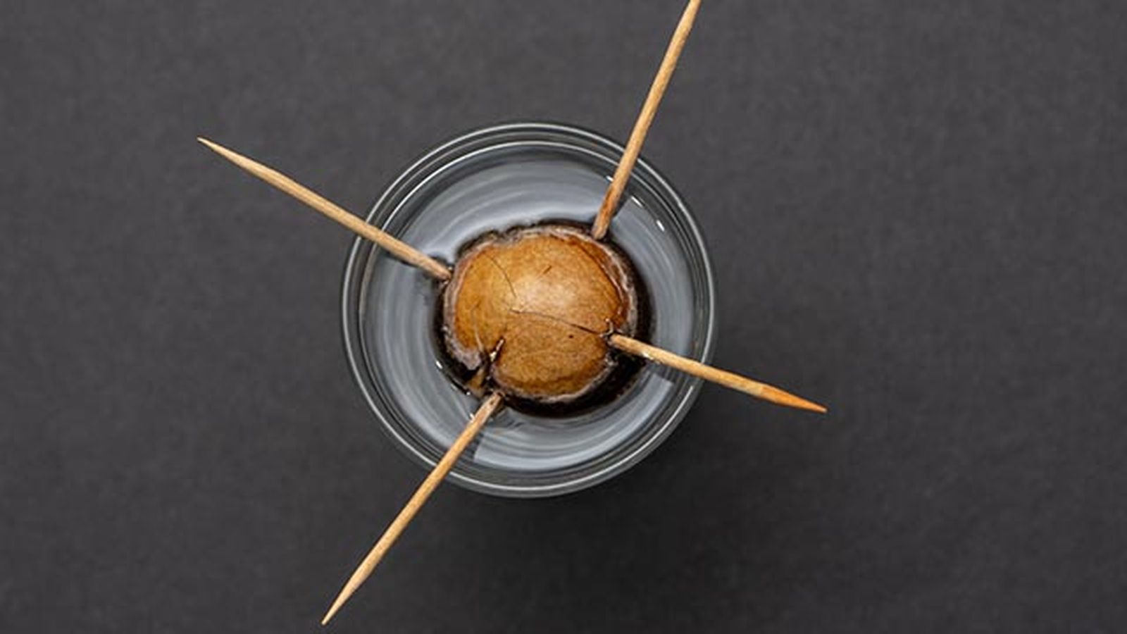 como cultivar aguacates en casa paso 1