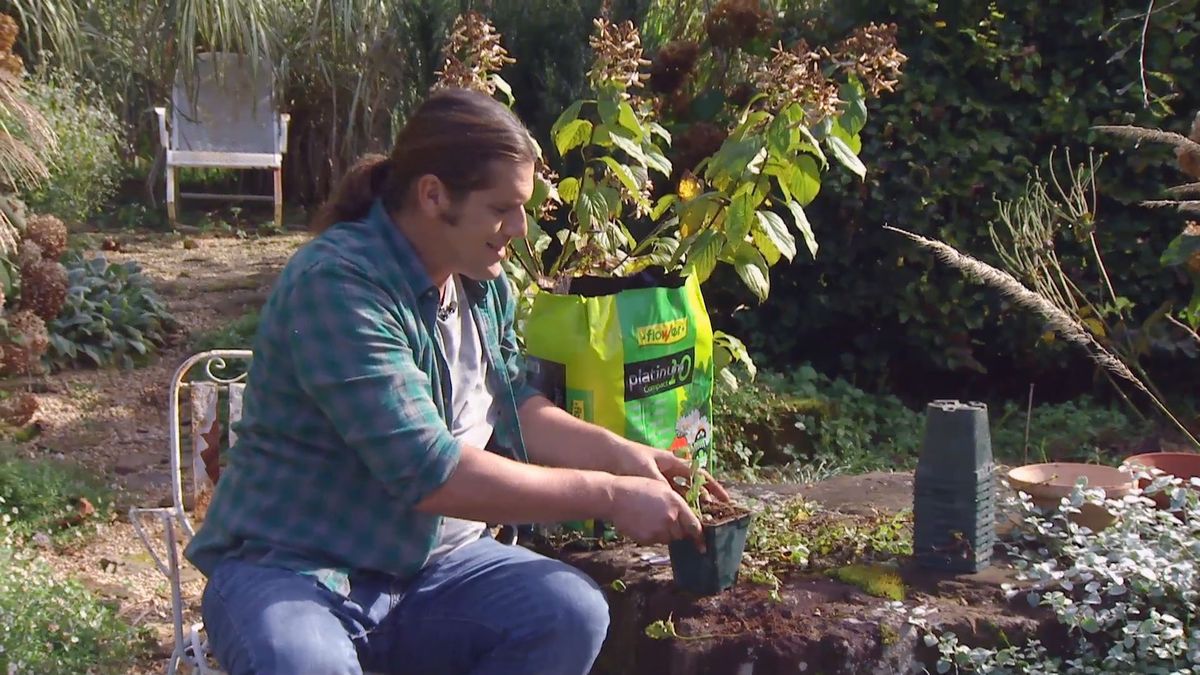 Deko 671 reproduccion helichrysum plantacion