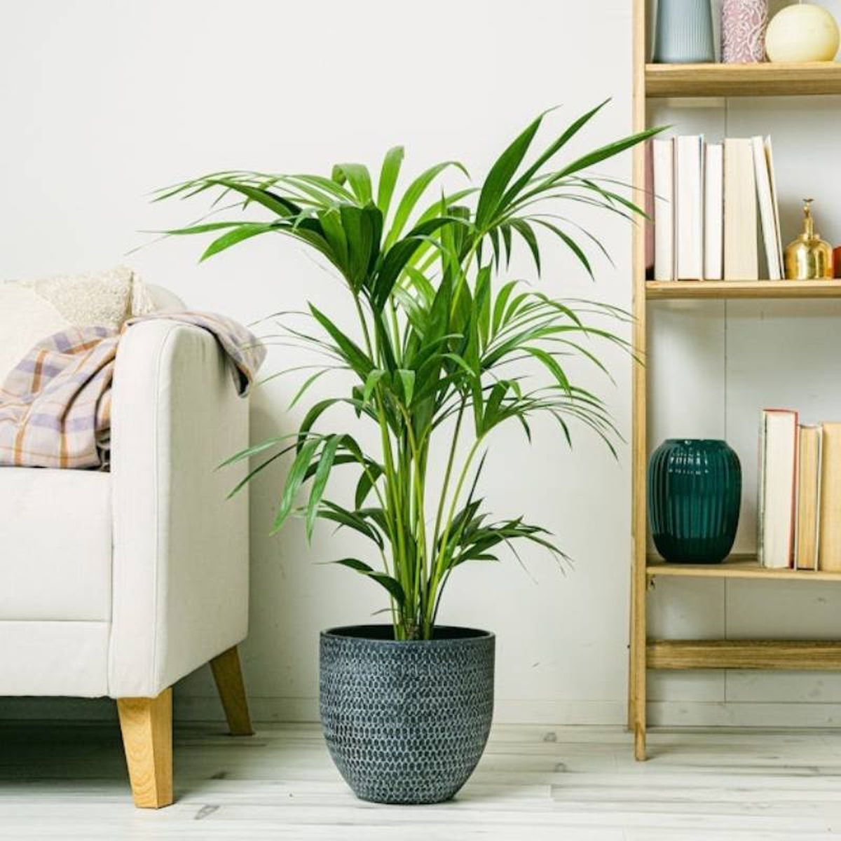 Salón decorado con una Kentia.