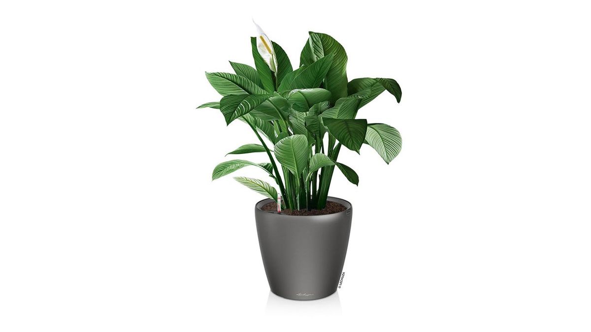 maceta hidrojardinera