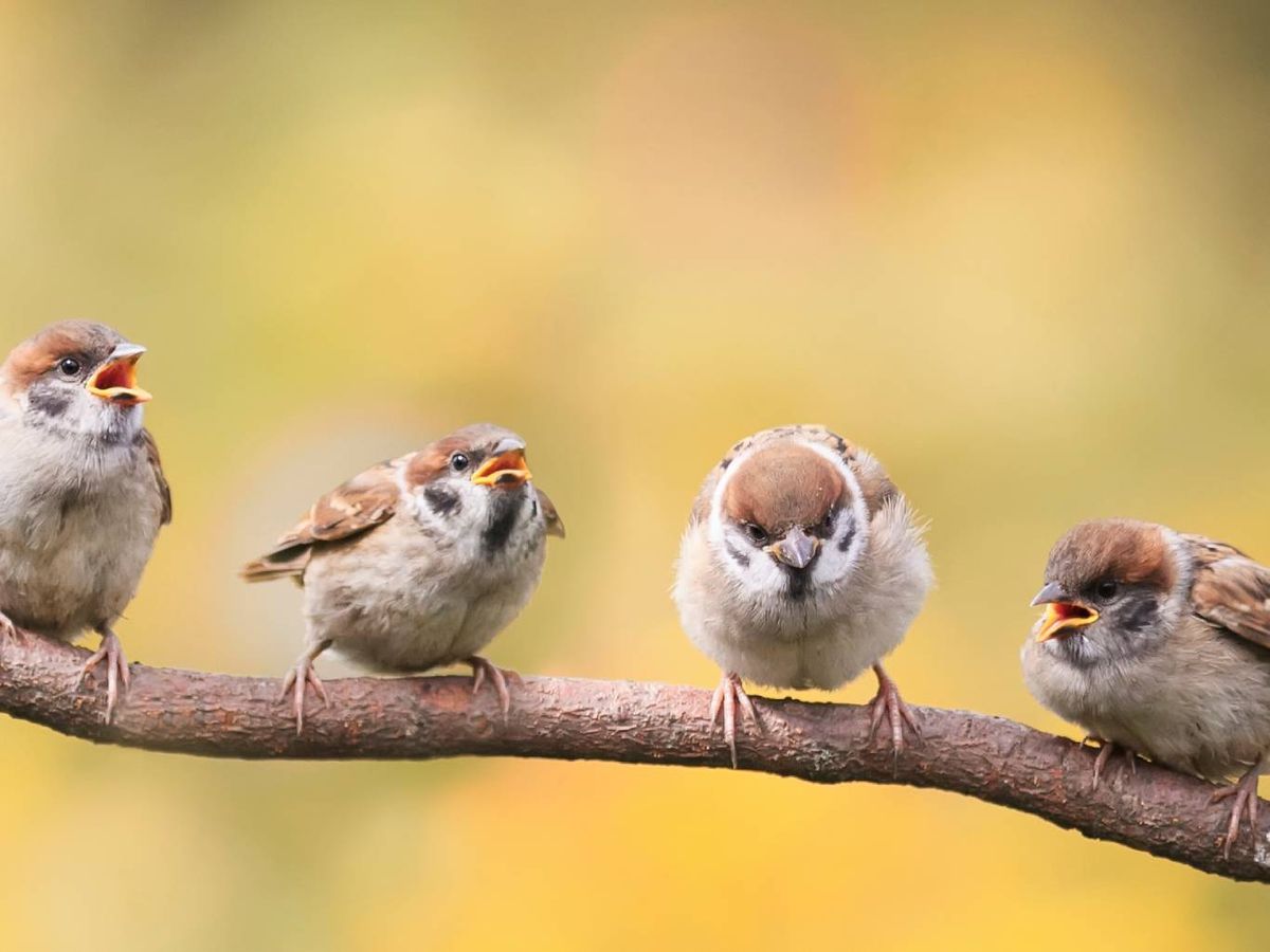 La grelina es una hormona que tiene la función de estimular el apetito.