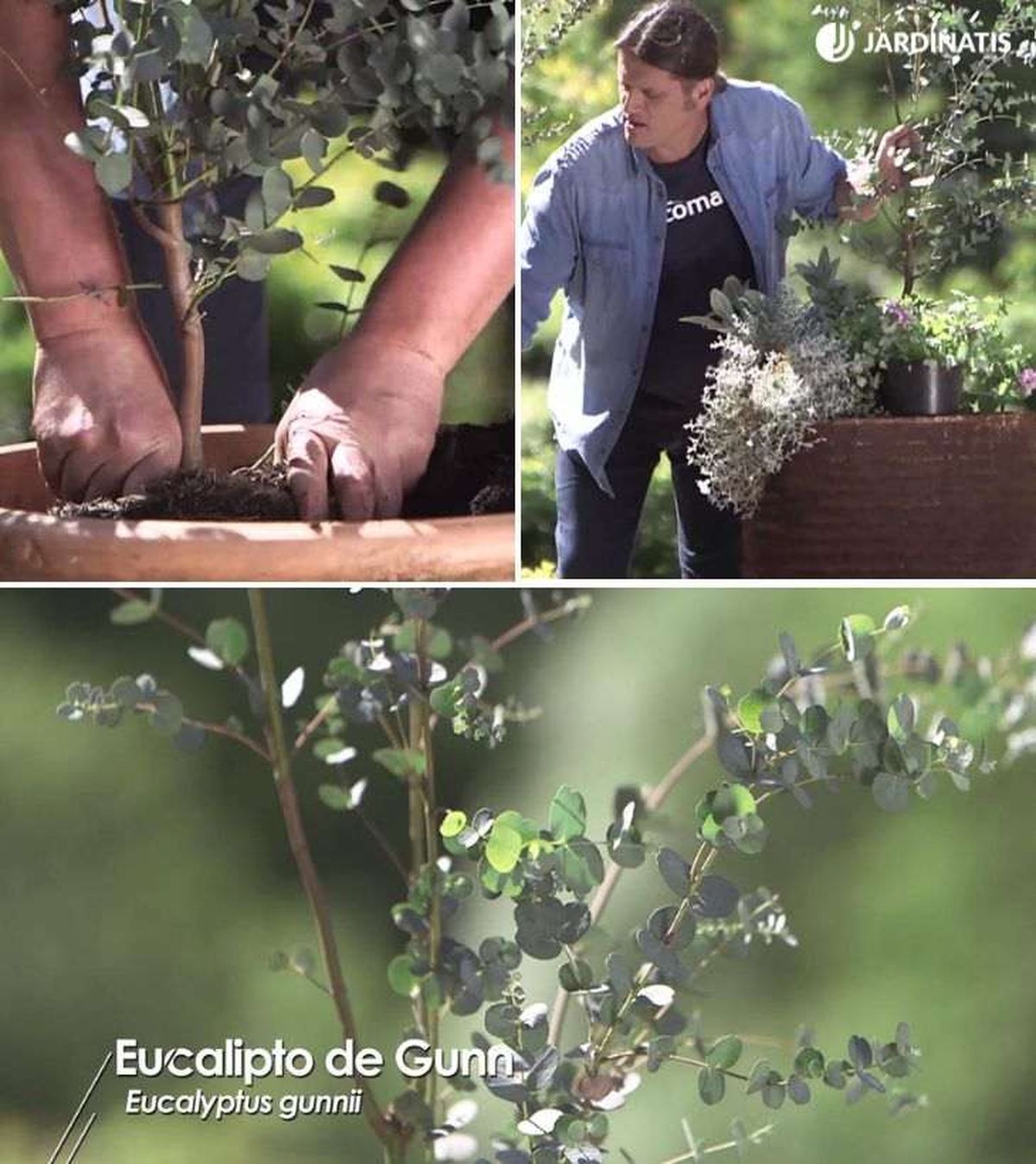 plantacion de eucalyptus gunnii tiesto 966