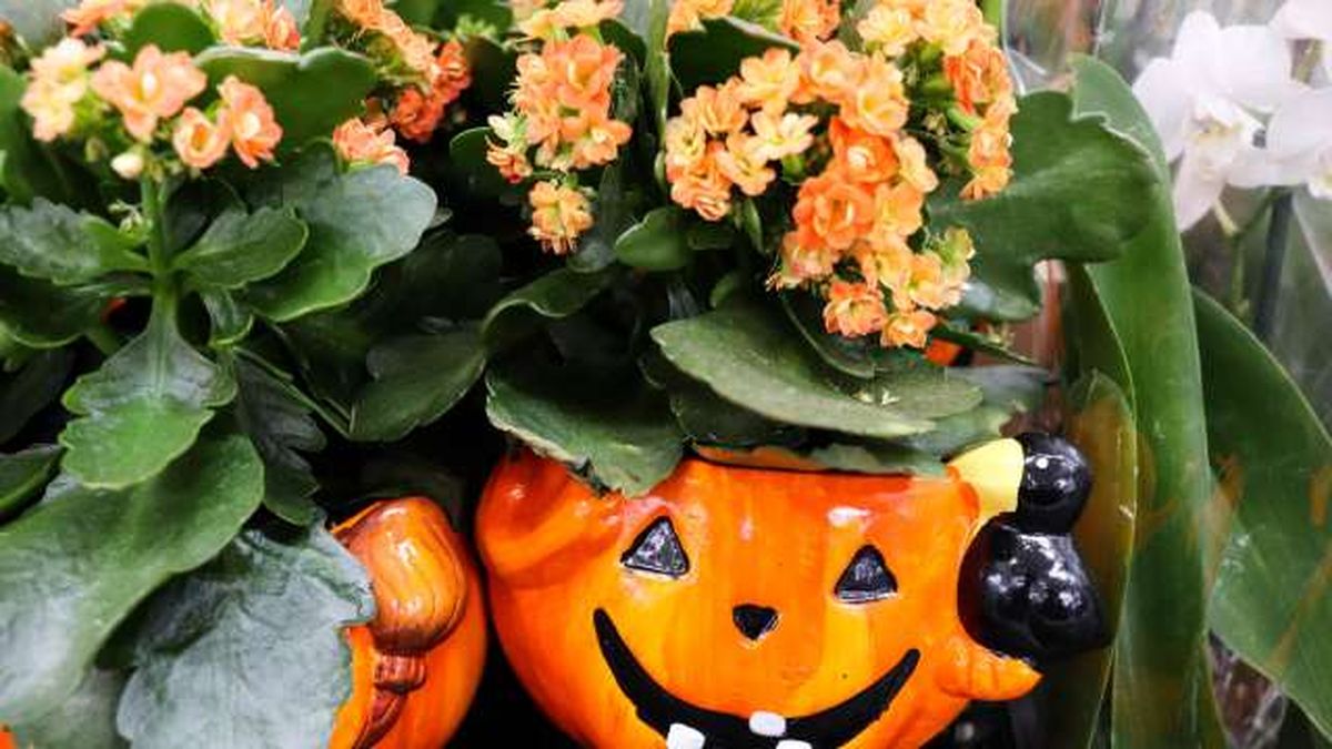 kalanchoe planta halloween