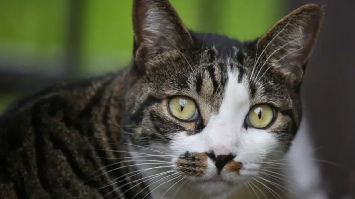 ataxia en gatos 2