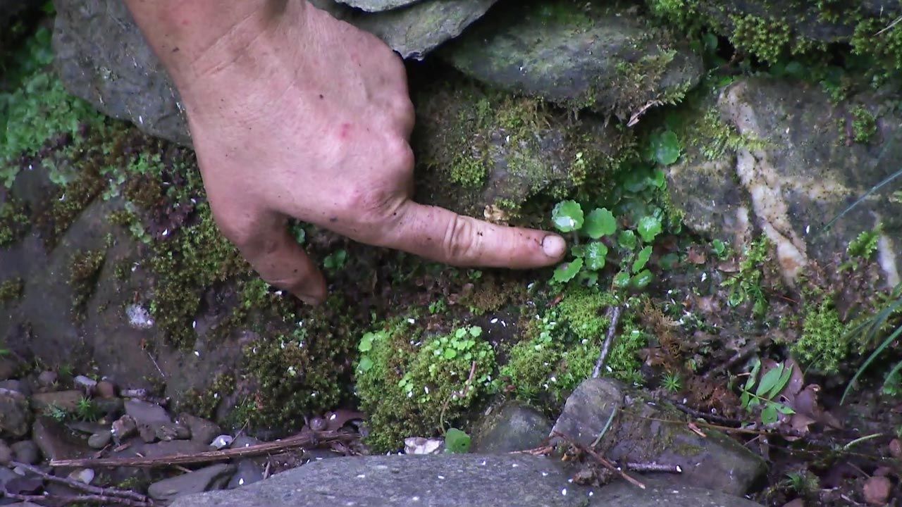 deco 777 jardin saxifragas espontaneas