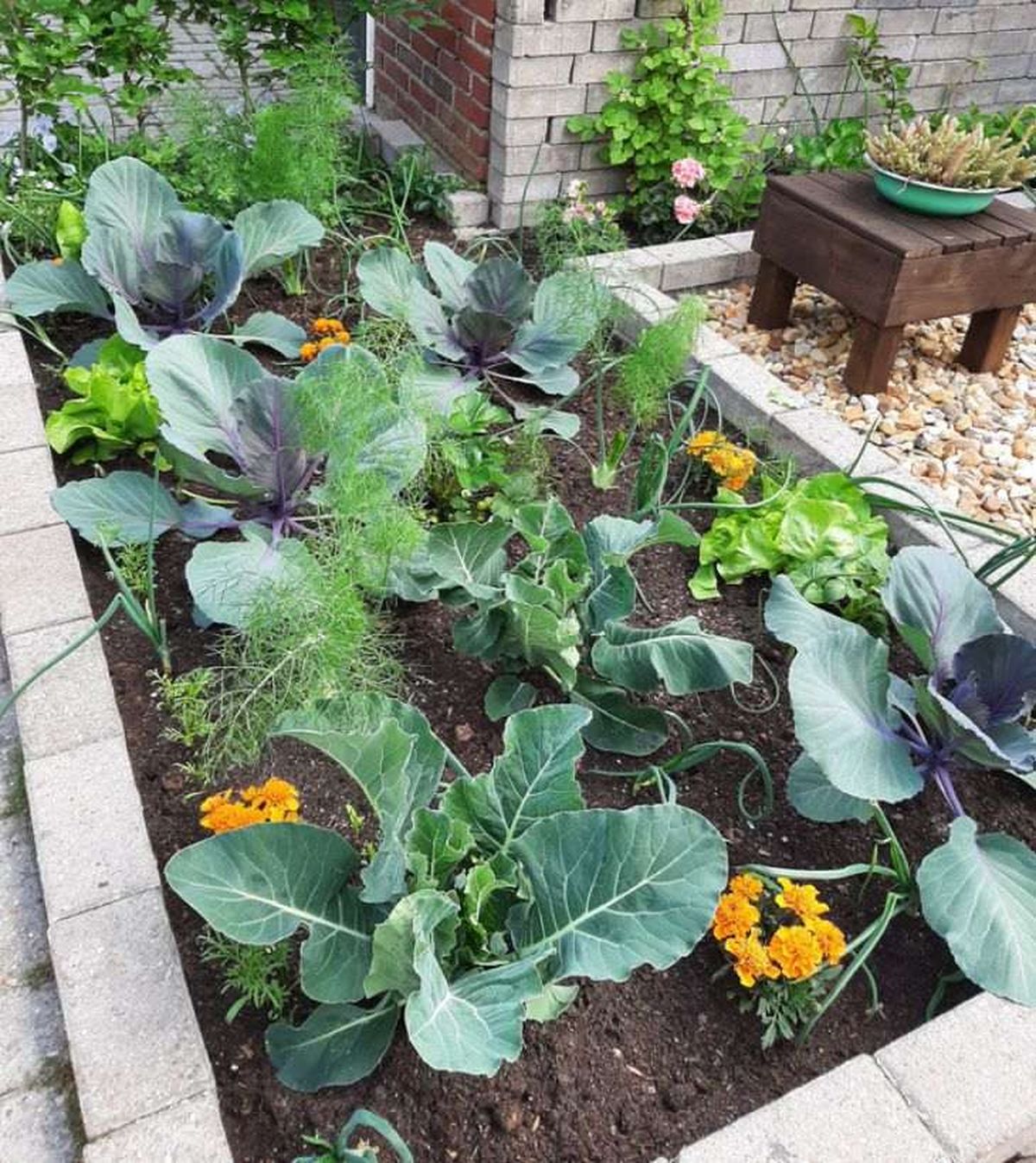 huerto urbano con coliflor