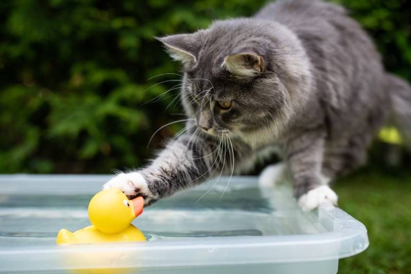 Los gatos que son introducidos al agua de manera positiva desde una edad temprana pueden acostumbrarse