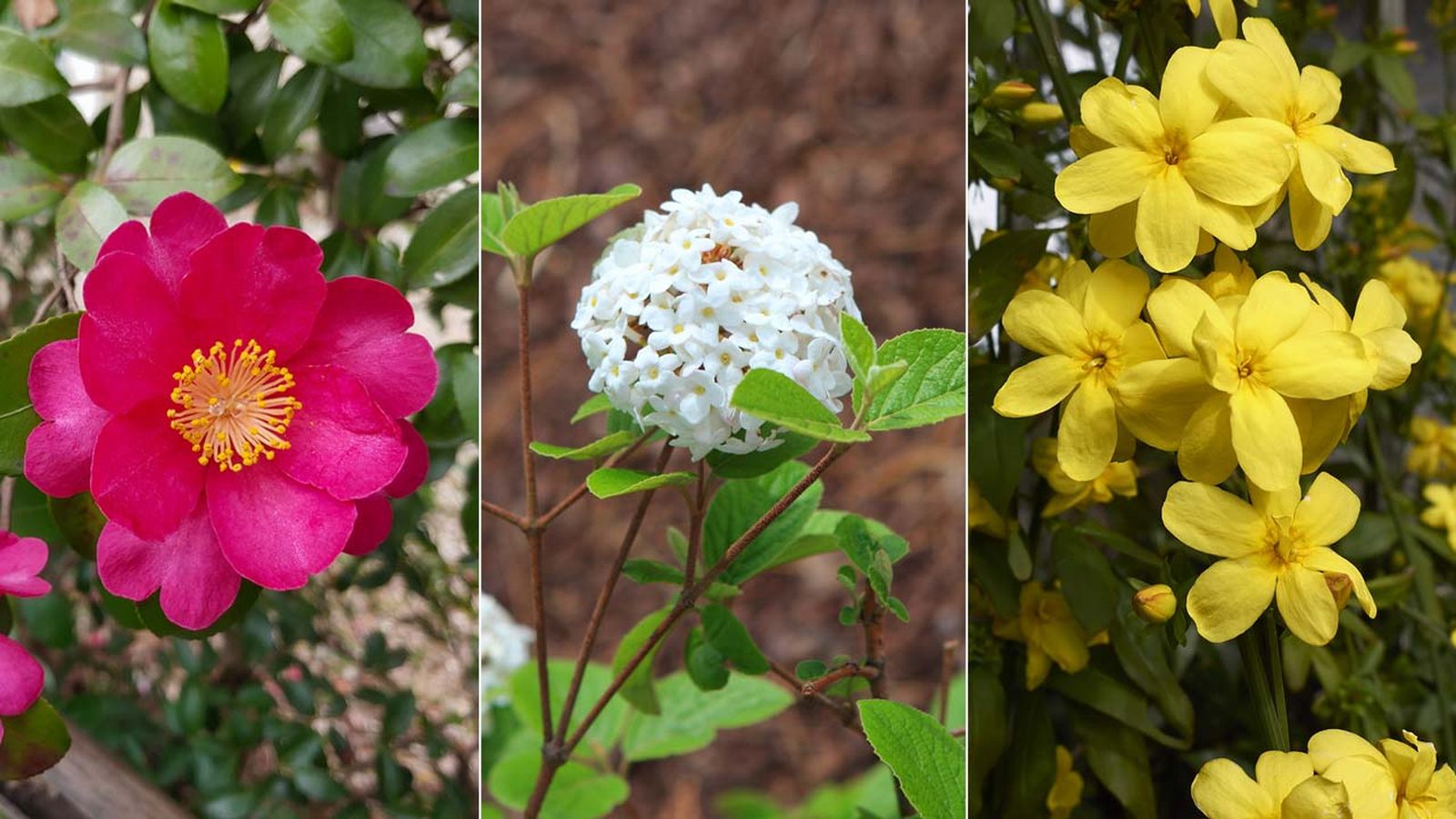 plantas para el patio en invierno jardinatis