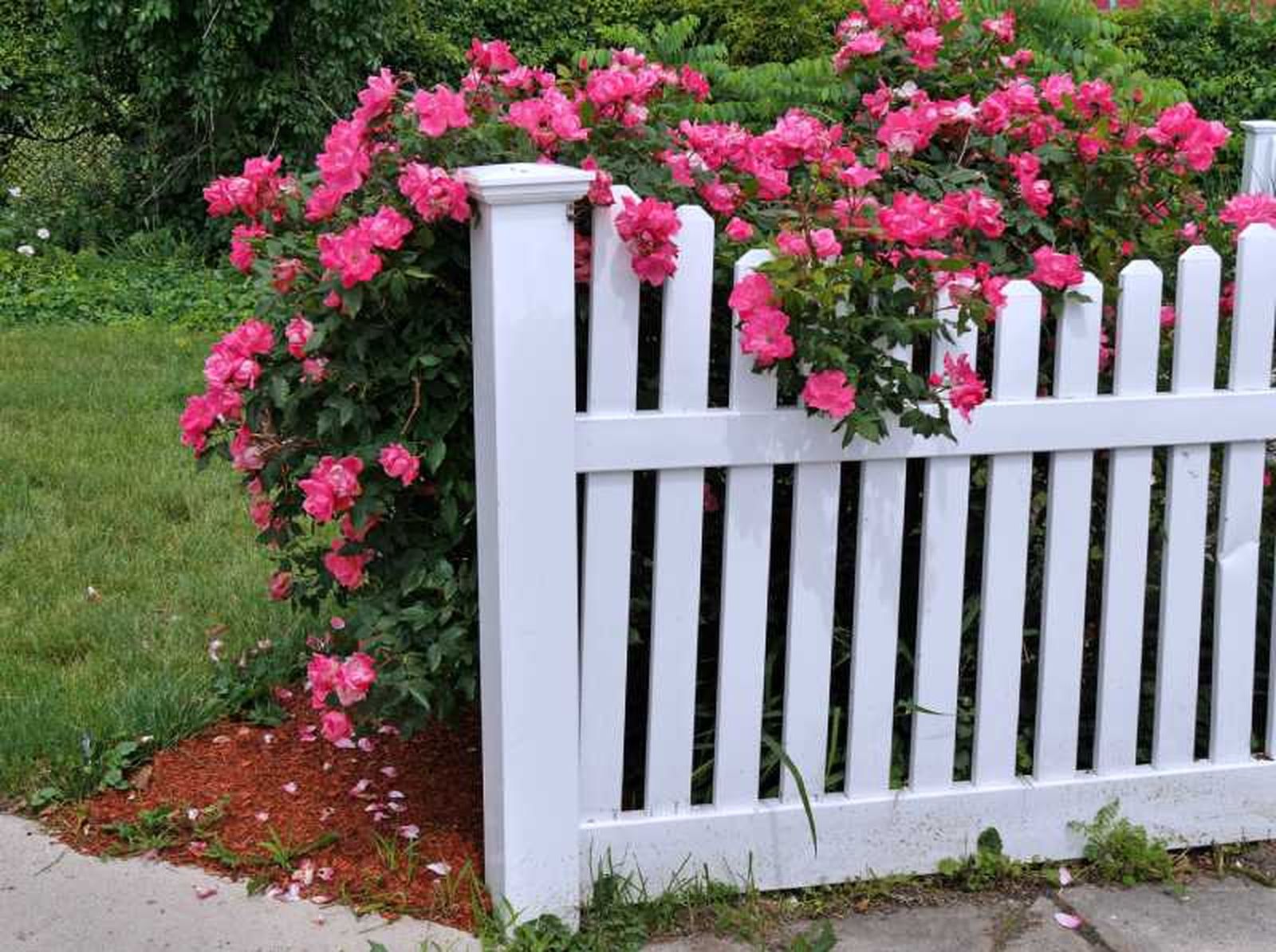 Valla de un jardín delantero pequeño con arbusto de flores rosas.