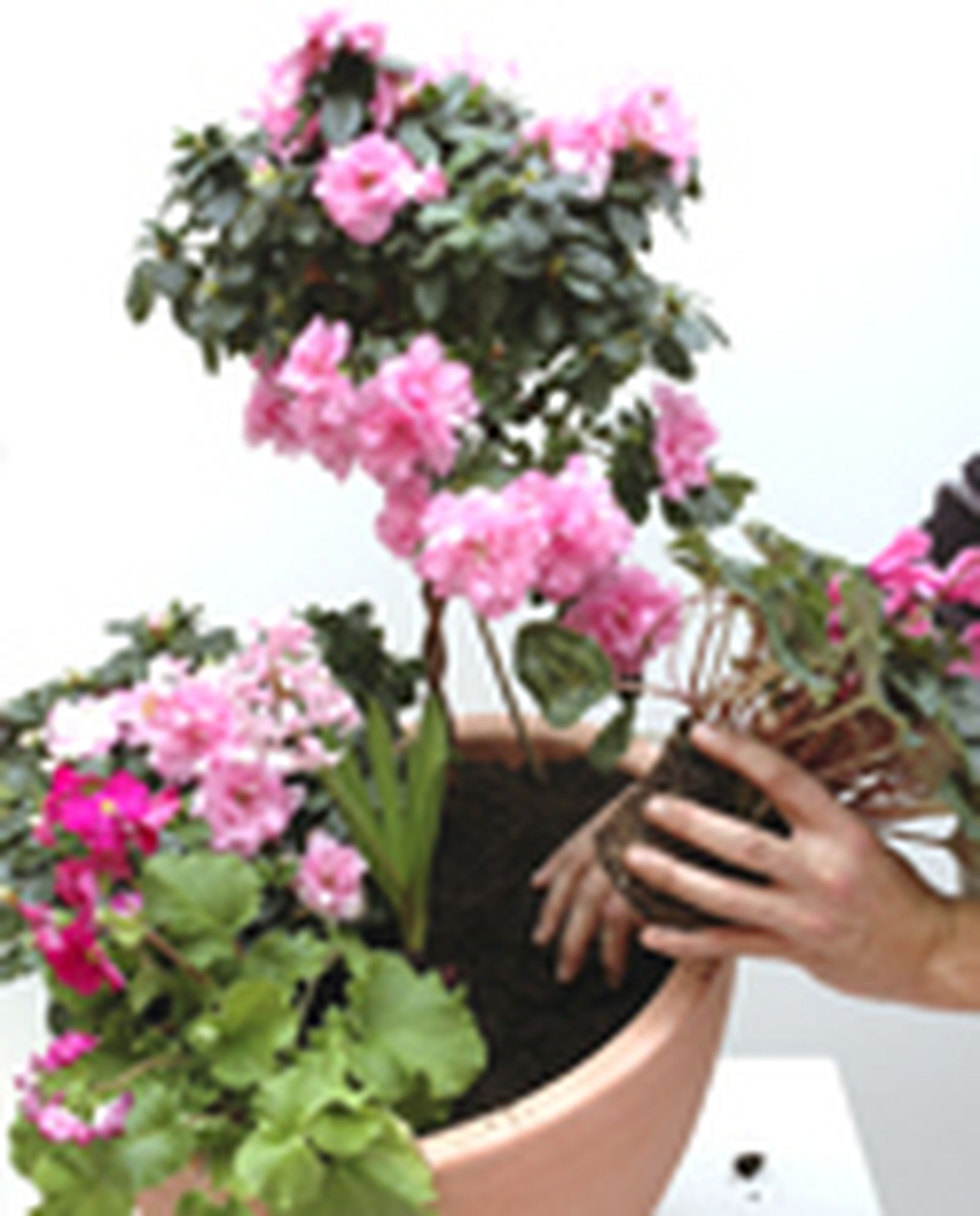 127505 azaleas p05
