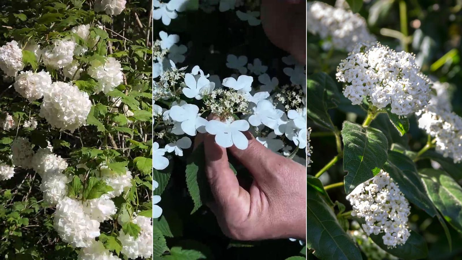 Viburnum arbustos caracteristicas jardinatis 22 18