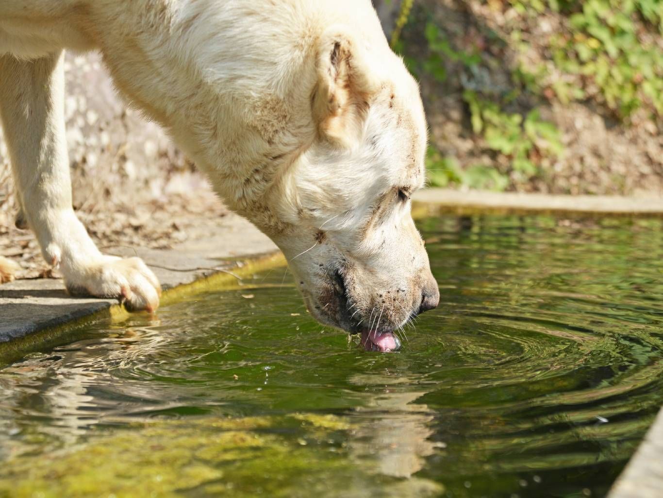 La solución más sencilla y efectiva es llevar un recipiente portátil con agua fresca.