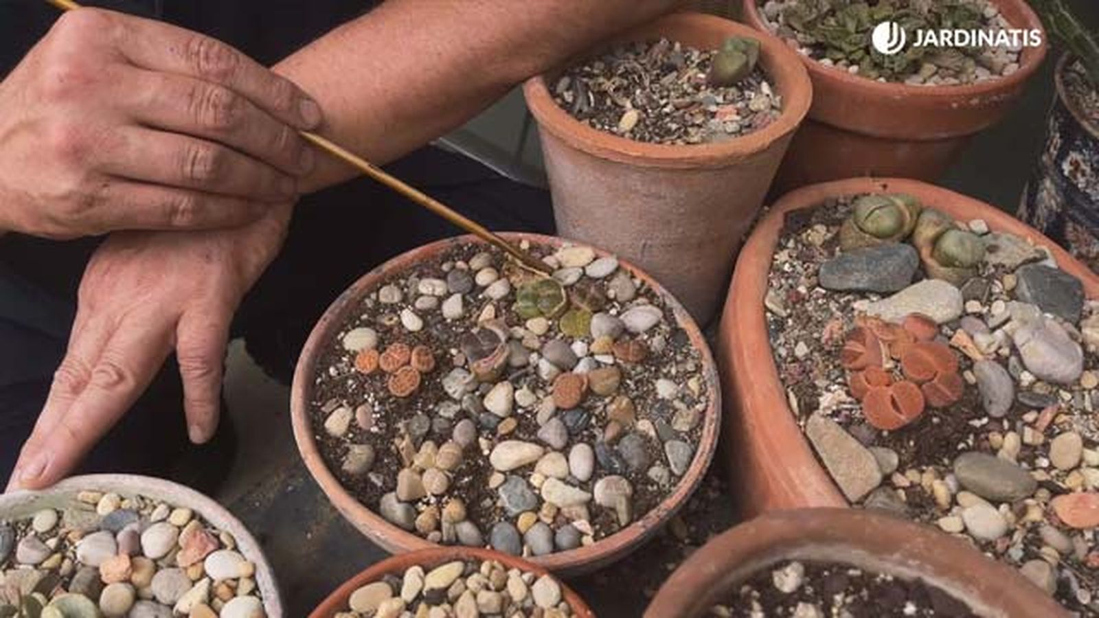 lithos planta del desierto se mimetiza con el entorno jardinatis