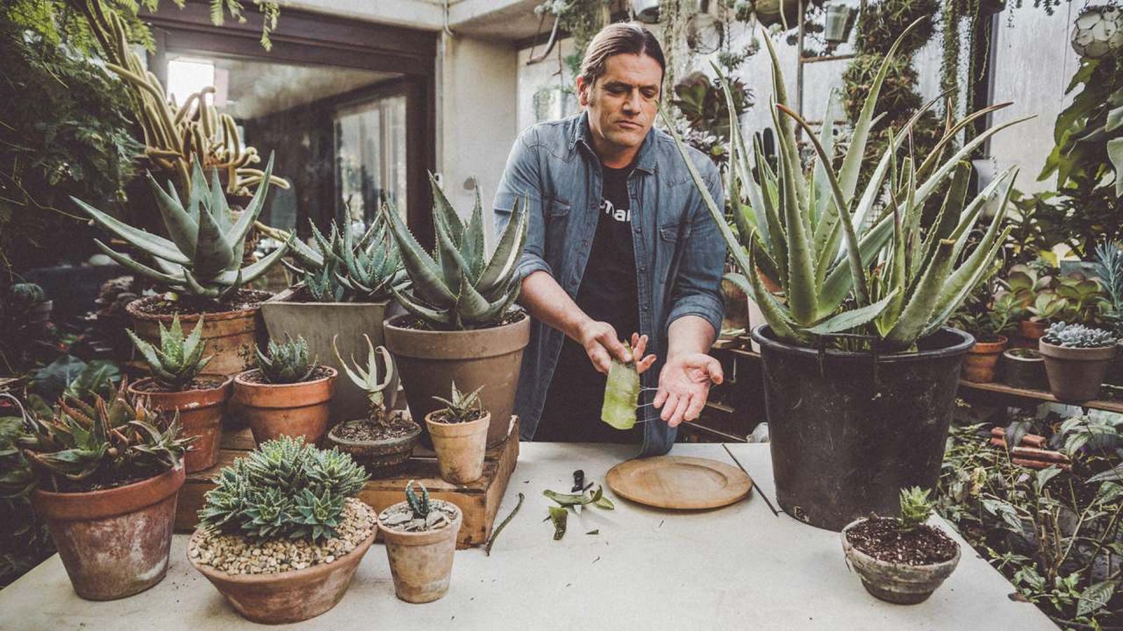 977 jardineria aloe vera xl