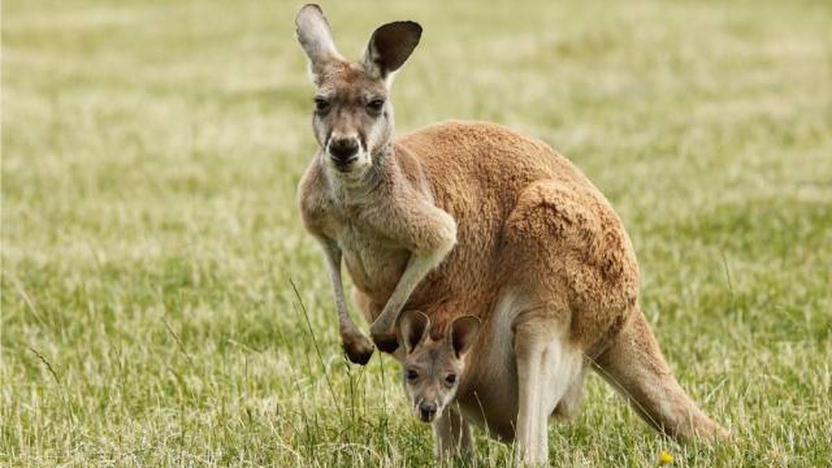 ejemplos animales oviparos canguro