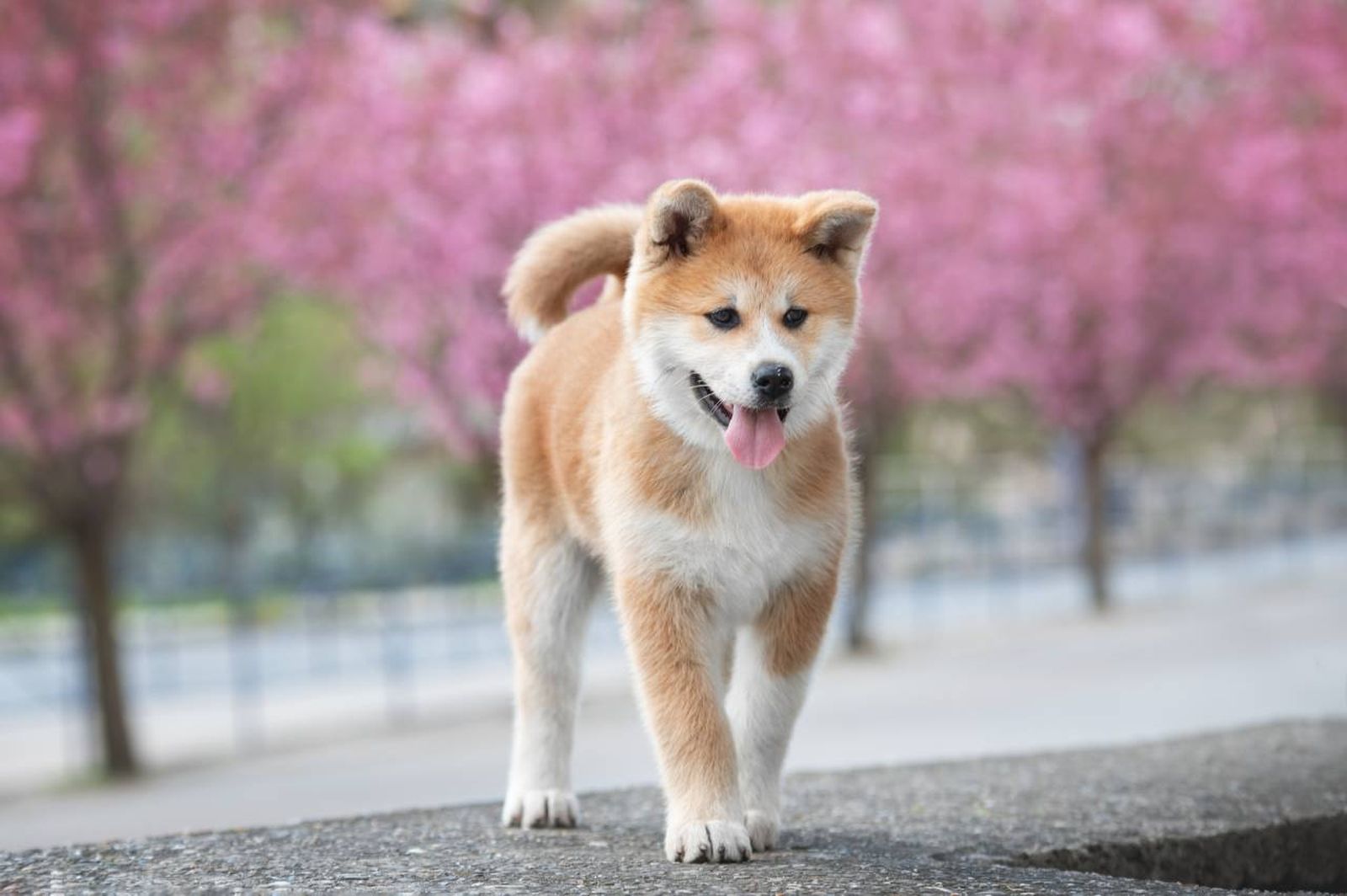 El Akita Inu es una de las razas de perros más emblemáticas de Japón.