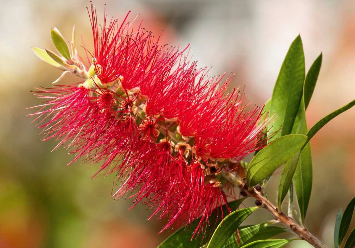 El limpiatubos es famoso por sus flores en forma de limpiabotellas
