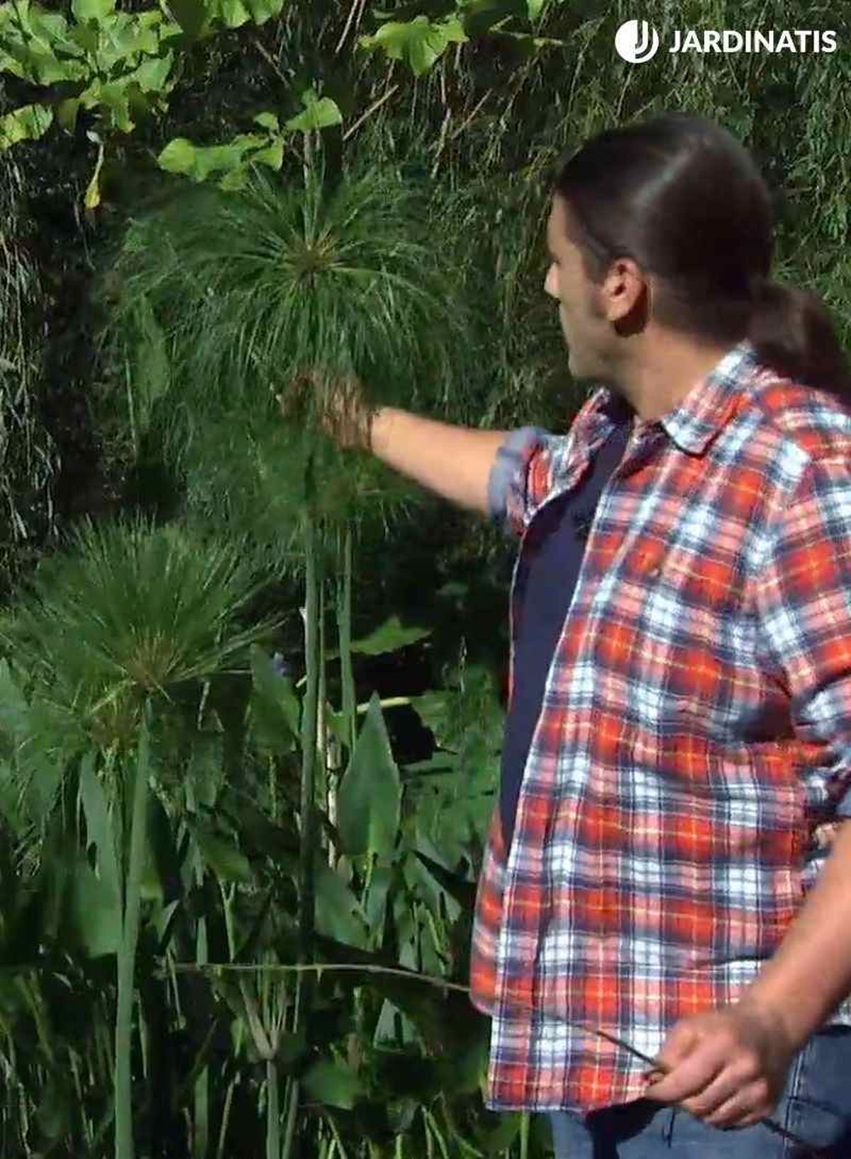 El Cyperus papyrus es una planta acuática de hoja verde muy decorativa