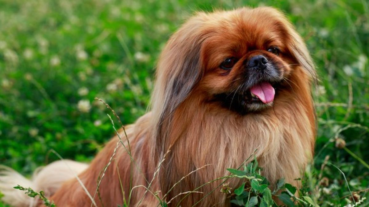 cuantas razas de perros hay 20