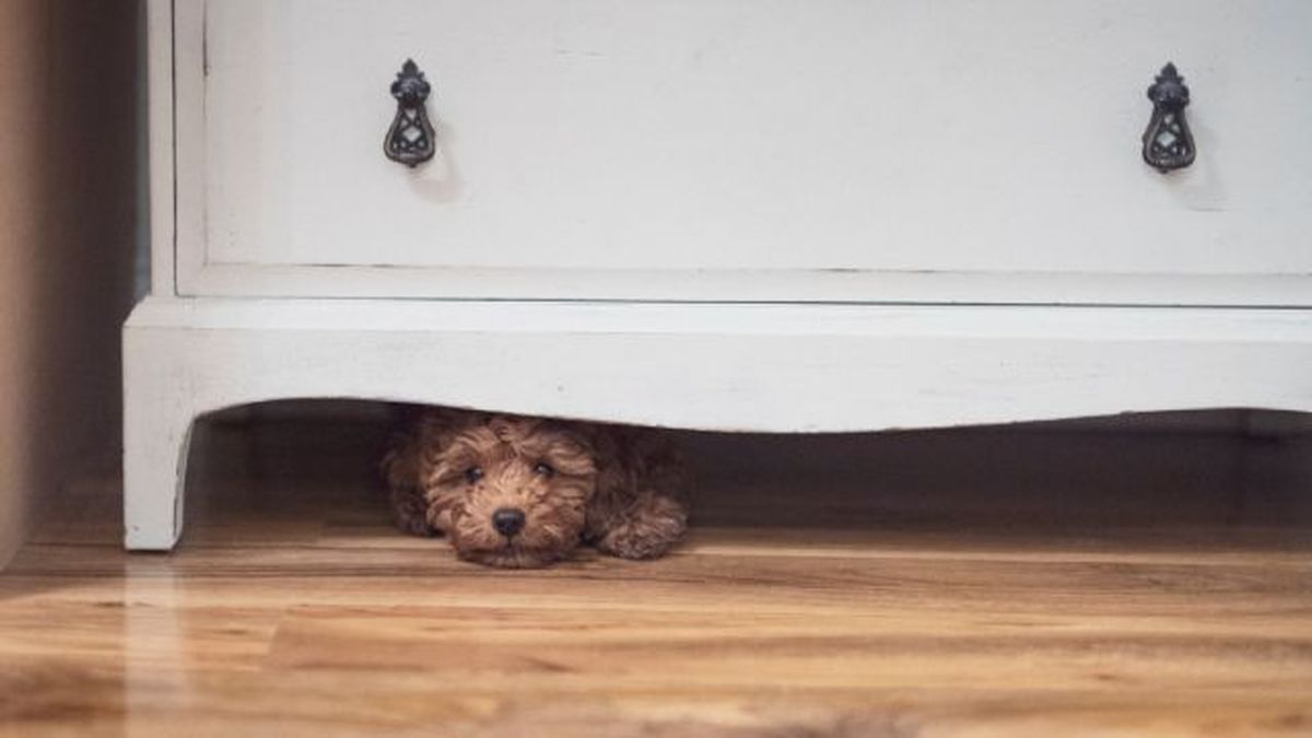 como pasear a un perro miedoso 6
