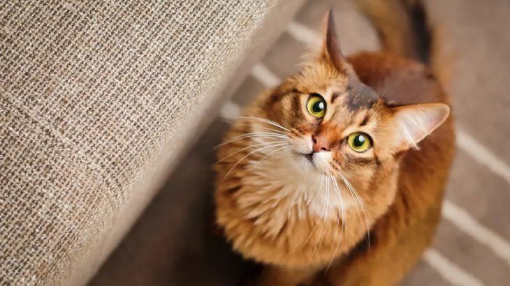 origen del gato 2