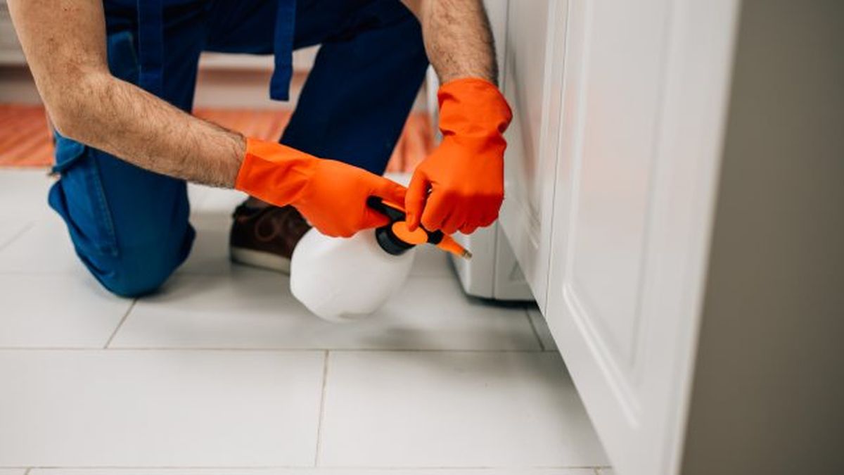 remedios naturales para eliminar chinches de cama