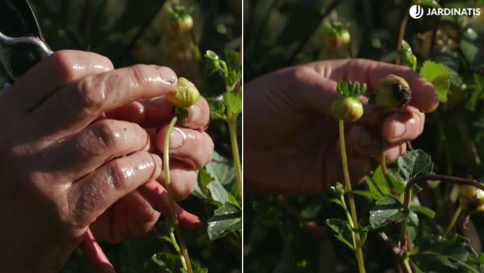 De izq. a drcha.: cabeza floral que va a abrirse y una flor ya madura