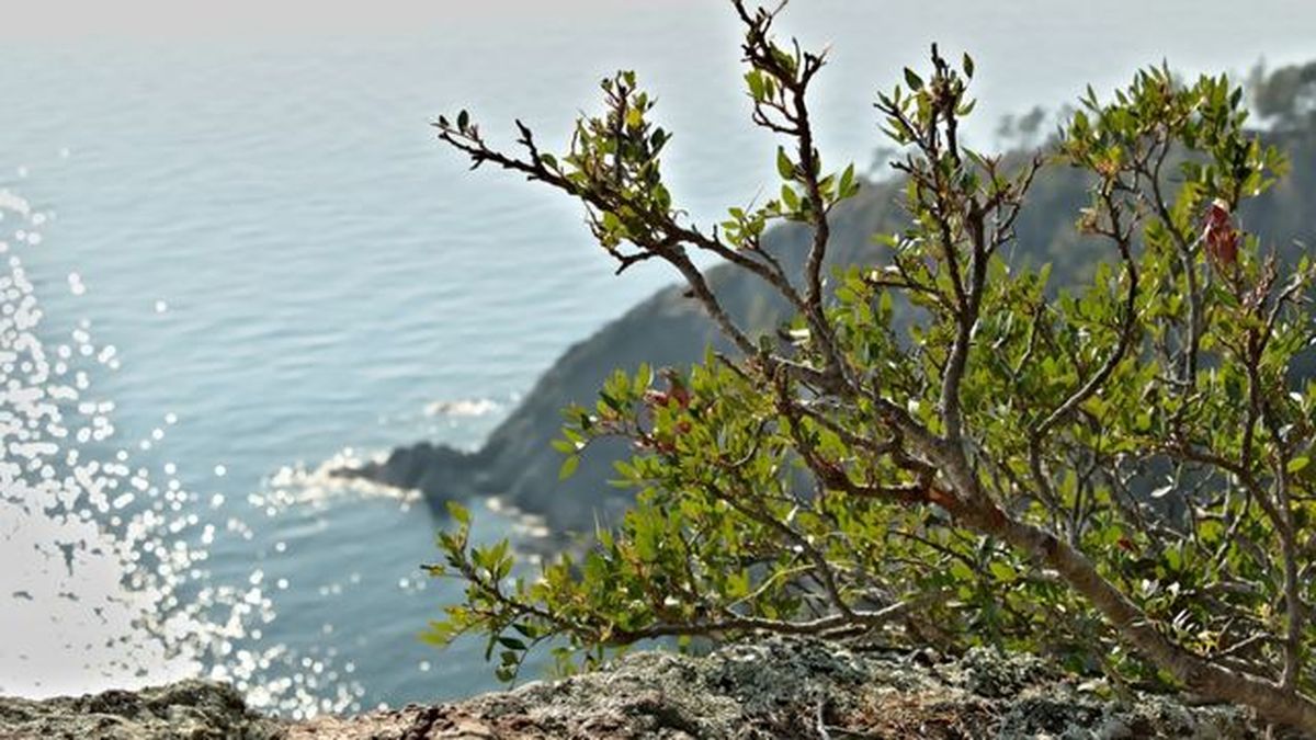 suelo arbusto lentisco