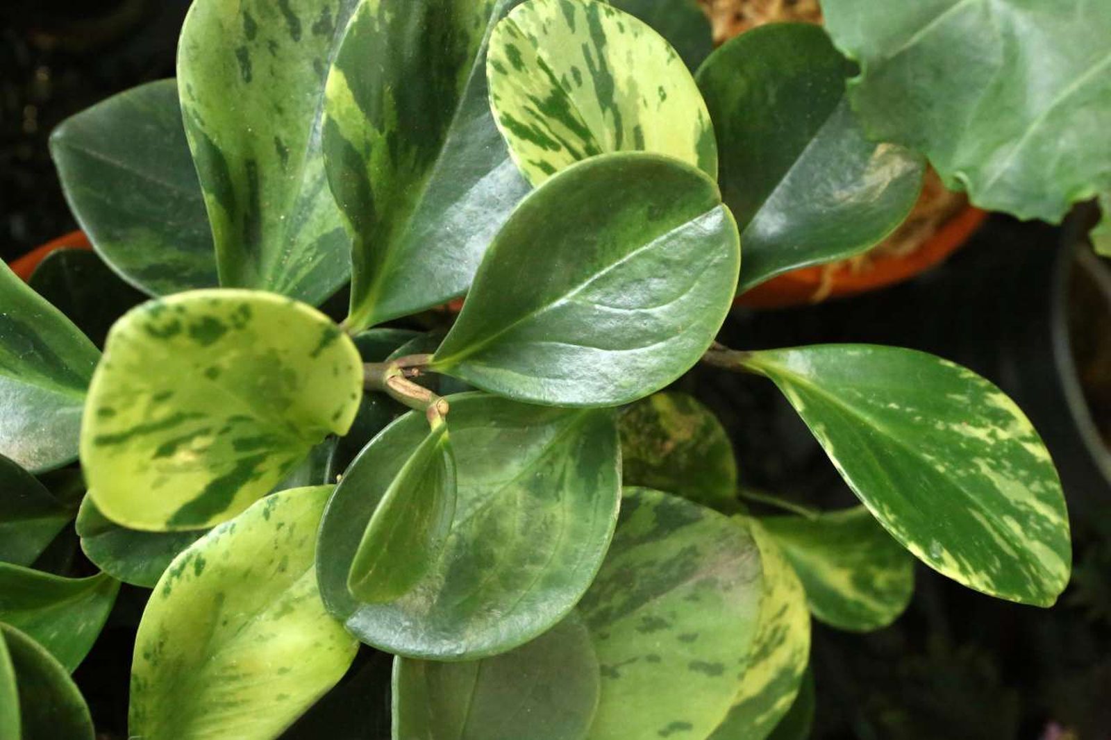 peperomia obs