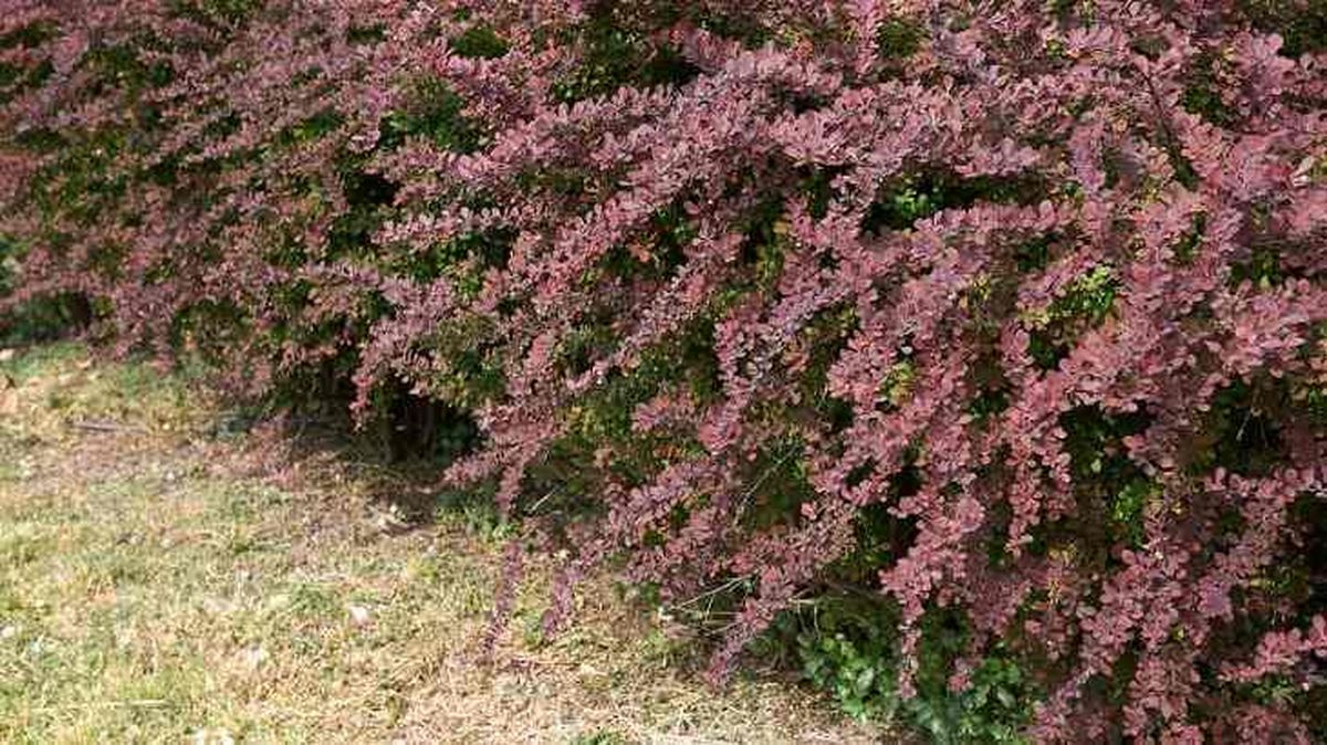 arbusto berberis agracejo rojo berberis thunbergii