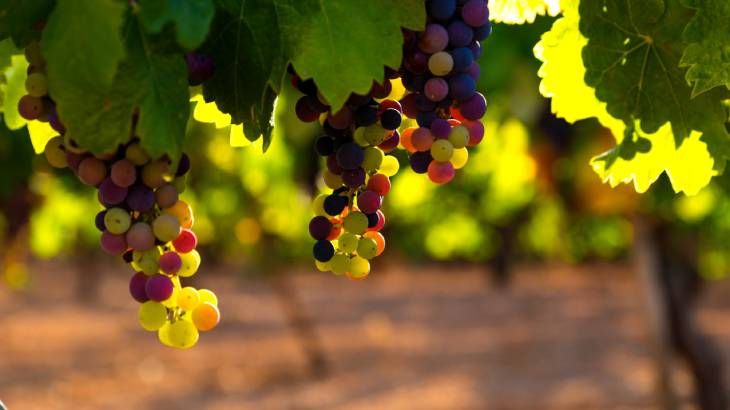 los gatos pueden comer uvas 6