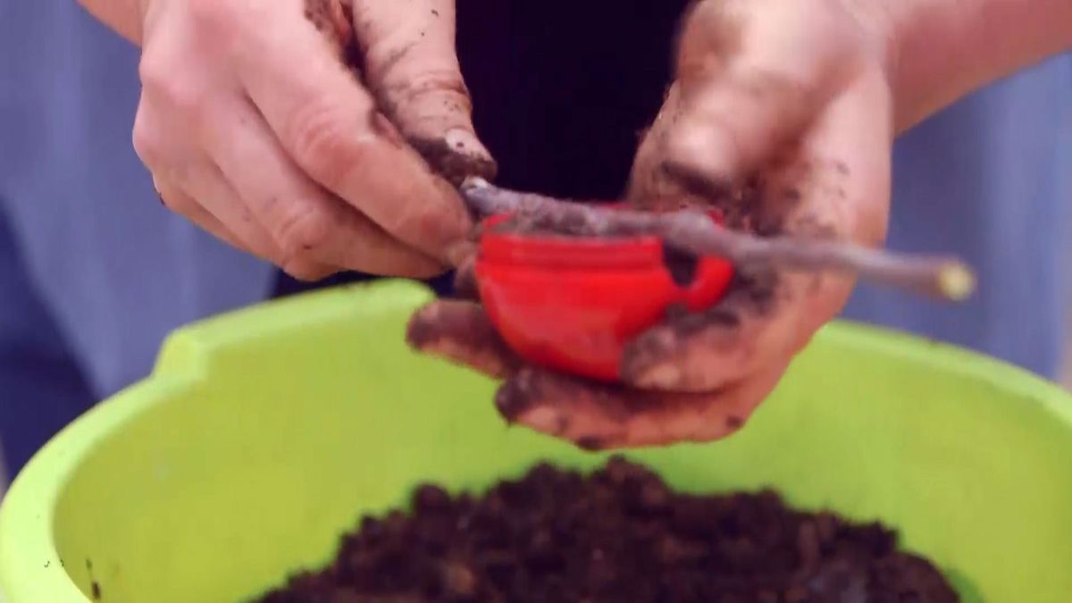 brico 945 3 capsulas enraizamiento paso 5