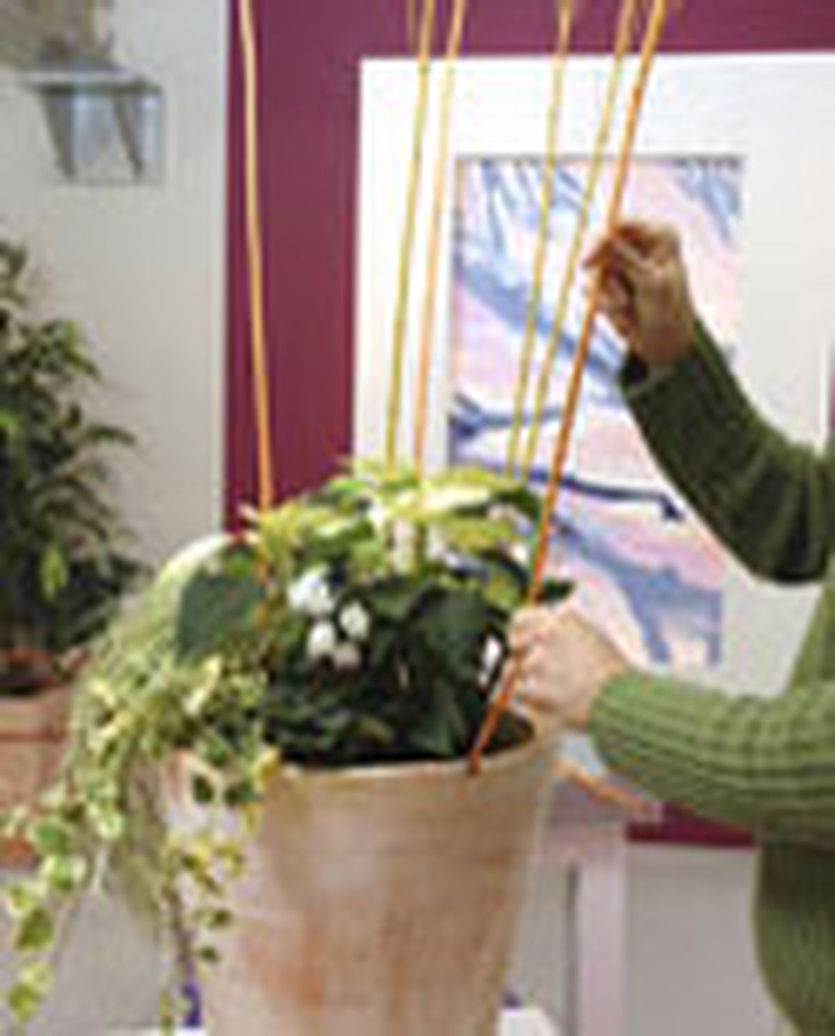 73204 flor pascua p05