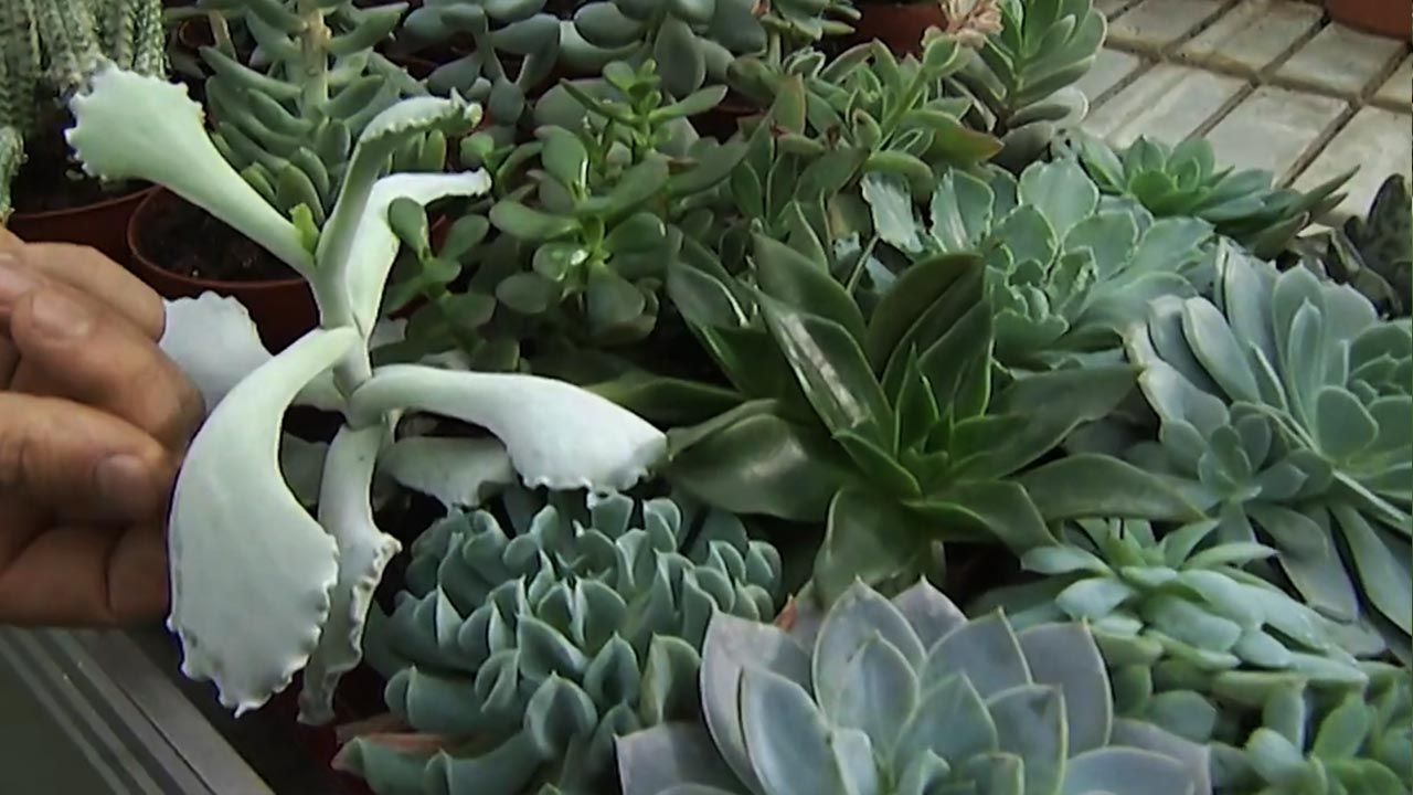 variedad echeveriasi deco jardin 373