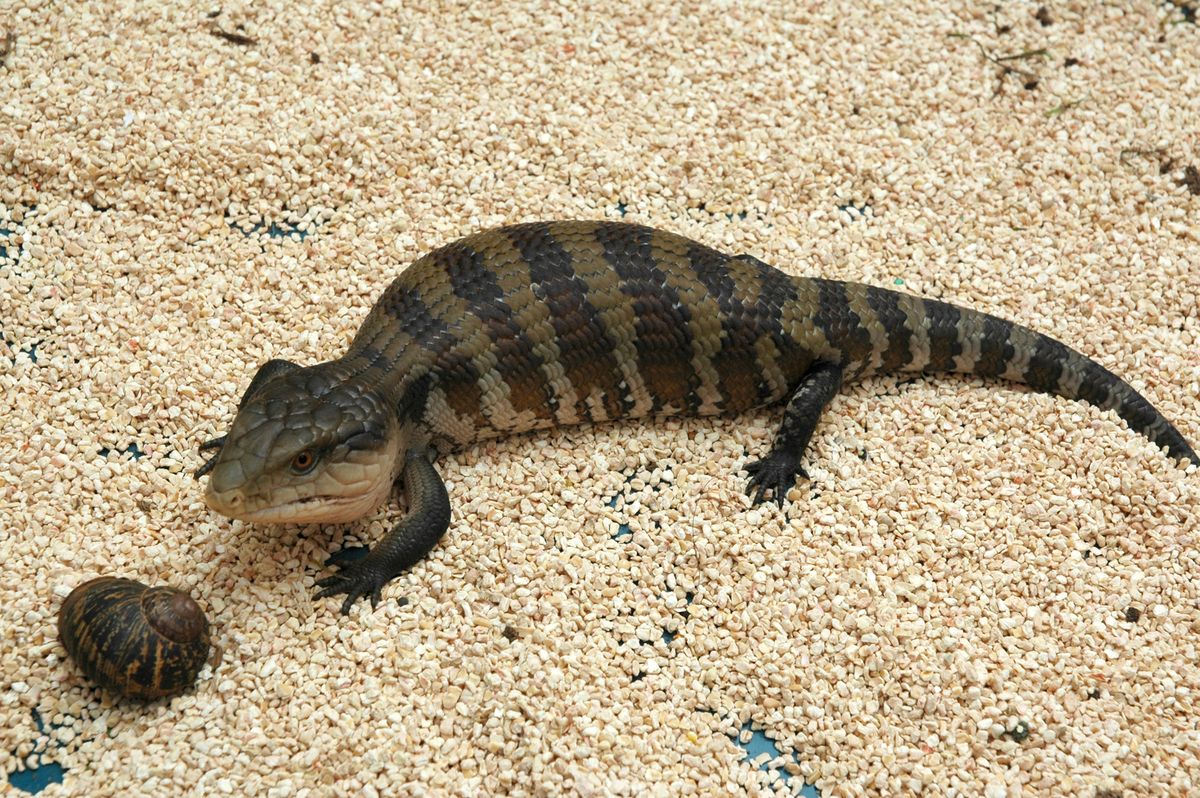 Los lagartos   lengua azul