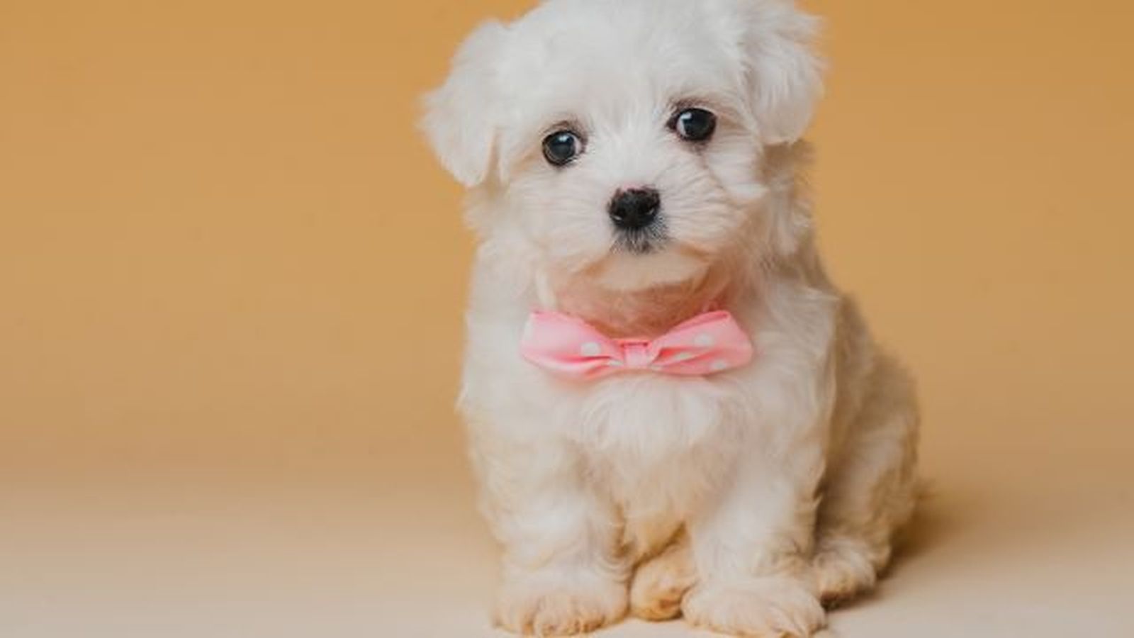 bichon maltes 5
