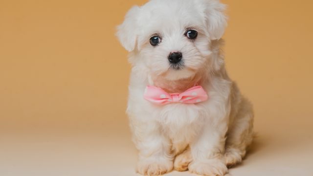 bichon maltes 5