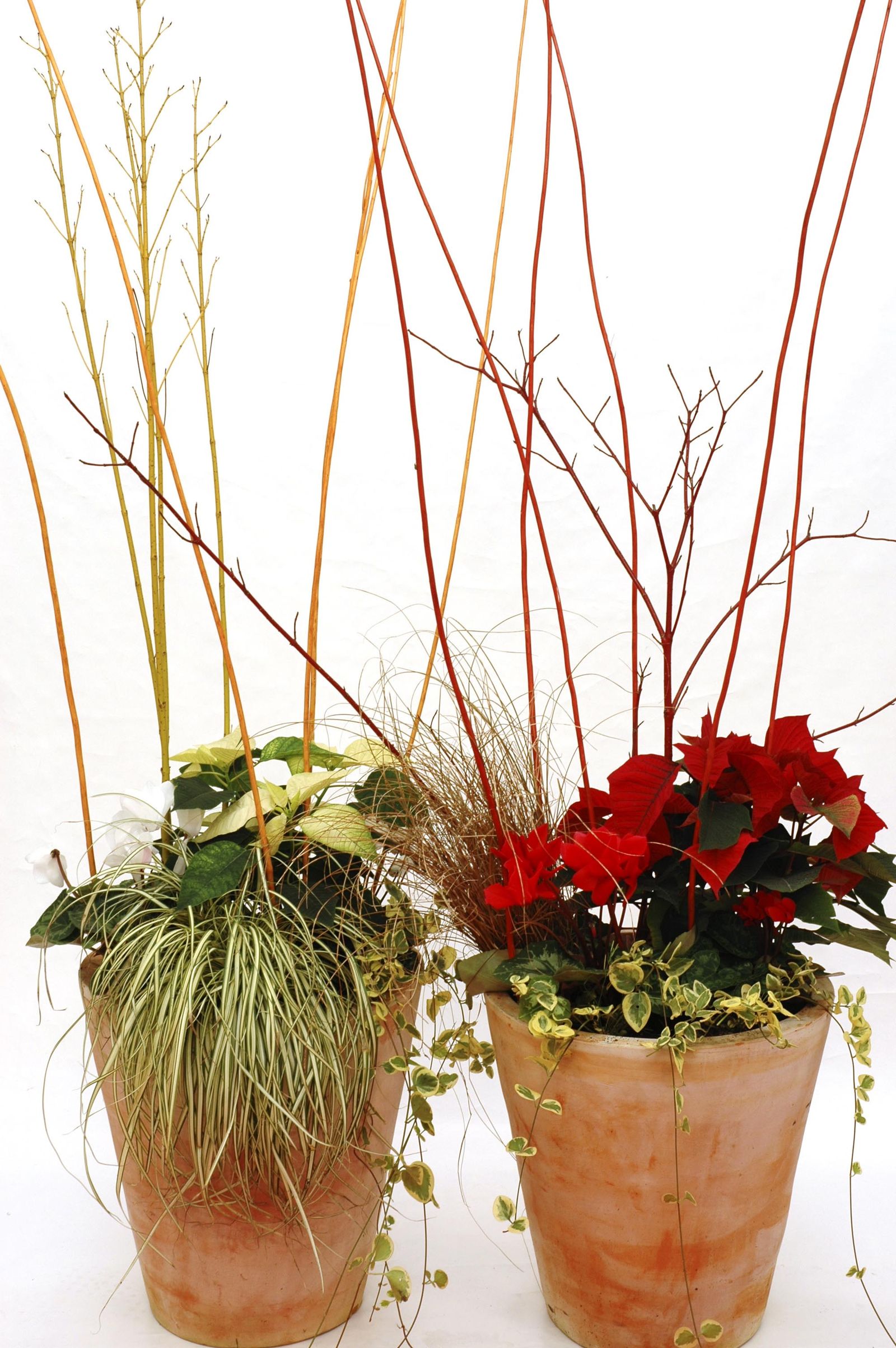 deko 0073 centro flor pascua blanca roja xl