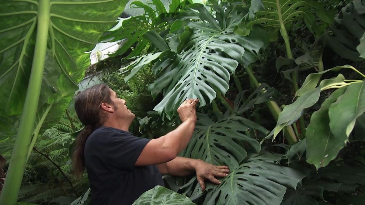 deco 781 jardin costilla de adan monstera deliciosa caracteristicas