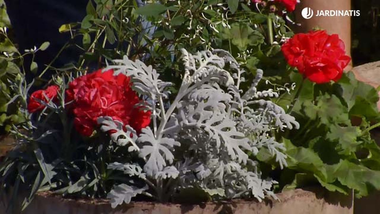 plantacion contenedor primavera cineraria maritima brico 868 jardinatis