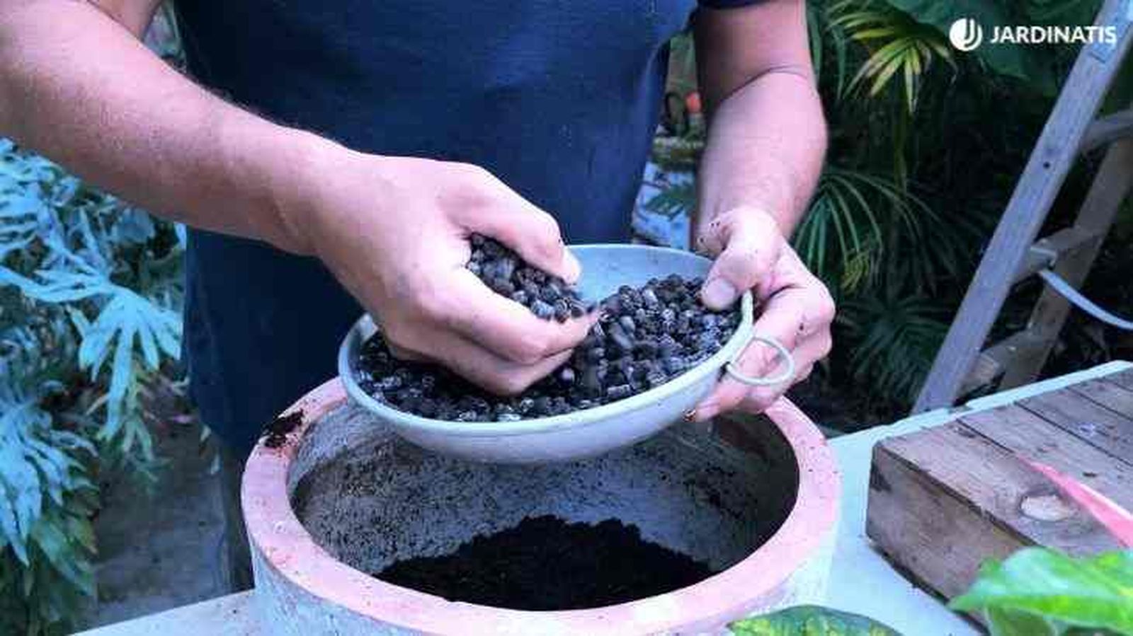 abonar planta croton