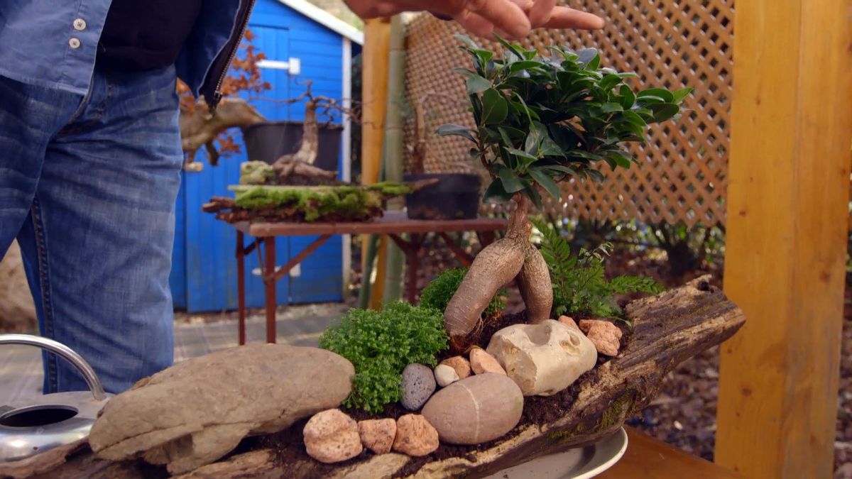 brico 0897 jardineria como crear micro paisaje detalle