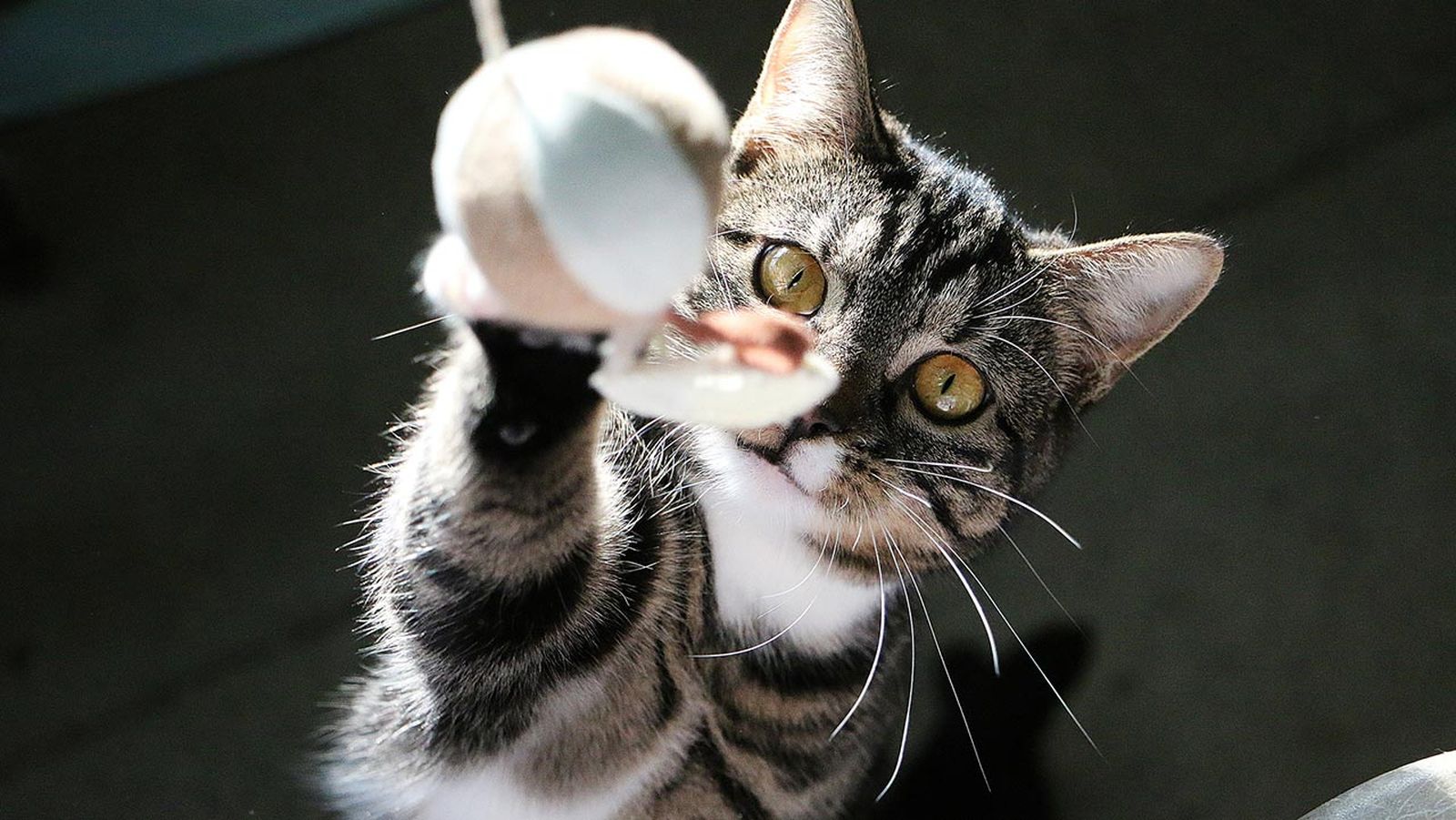 regalos gatos portada