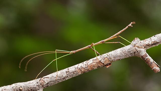 insecto palo