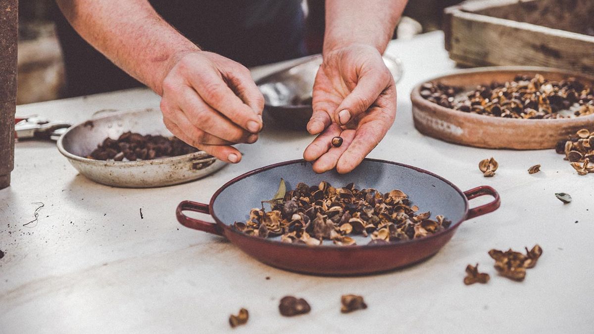 brico 1015 jardin semillas de la camelias